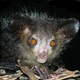 Image for article titled Why The Aardvark May Be The Strangest Creature On Earth